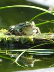 FZ008132 Marsh frog (Pelophylax ridibundus) on plank.jpg